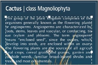 Punttekst en tekst in een selectiekader