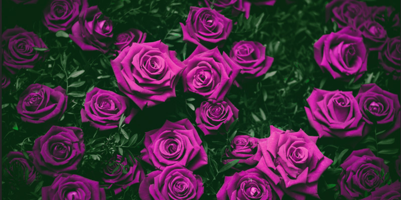Before replacing color in an image Before replacing color in an image